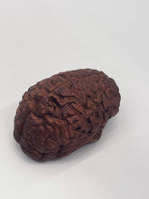 Load image into Gallery viewer, Wood Brain by Lindsay Zuelich African mahogany wood brain