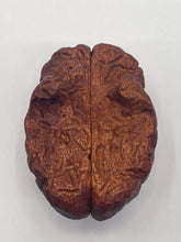 Load image into Gallery viewer, Wood Brain by Lindsay Zuelich African mahogany wood brain