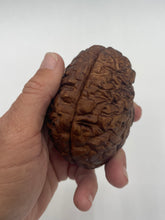Load image into Gallery viewer, Wood Brain by Lindsay Zuelich Walnut Wood Brain