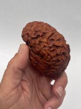 Load image into Gallery viewer, Wood Brain by Lindsay Zuelich African mahogany wood brain
