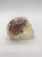 Load image into Gallery viewer, Wood Brain by Lindsay Zuelich African mahogany wood brain
