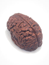Load image into Gallery viewer, Wood Brain by Lindsay Zuelich African mahogany wood brain
