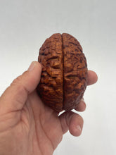 Load image into Gallery viewer, Wood Brain by Lindsay Zuelich African mahogany wood brain
