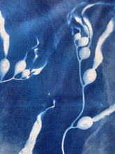 Load image into Gallery viewer, Seaweed 4 Cyanotype Bandannas – Limited Edition
